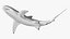 Carcharhinus Obscurus Shark