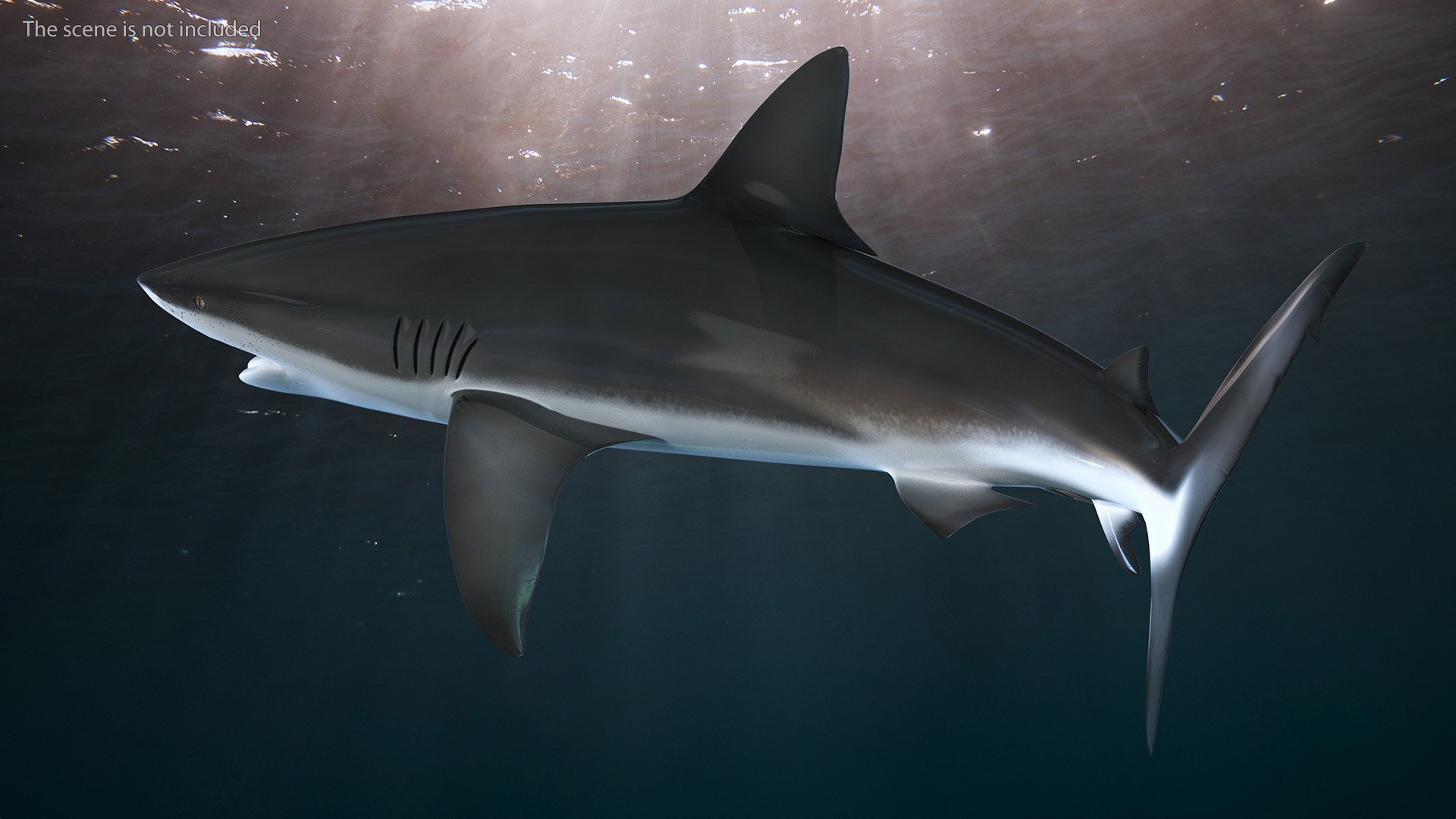 Carcharhinus Obscurus Shark 3D model https://p.turbosquid.com/ts-thumb/Vc/HWlKw6/TU/carcharhinusobscurusshark3dmodel004/jpg/1718827526/1920x1080/fit_q87/3399b5fb088bf2a4462f24c5e3630bac1f4acf7f/carcharhinusobscurusshark3dmodel004.jpg