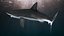 Carcharhinus Obscurus Shark