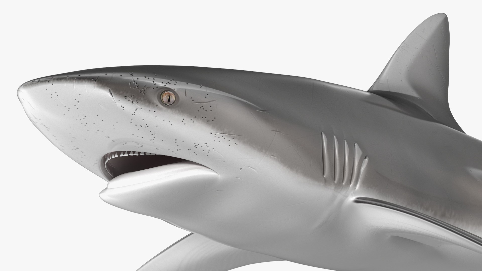 Carcharhinus Obscurus Shark 3D model https://p.turbosquid.com/ts-thumb/Vc/HWlKw6/WD/carcharhinusobscurusshark3dmodel016/jpg/1718827596/1920x1080/fit_q87/336f4324fde94b751ab45987ba325ede2ae20c0b/carcharhinusobscurusshark3dmodel016.jpg