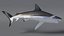 Carcharhinus Obscurus Shark
