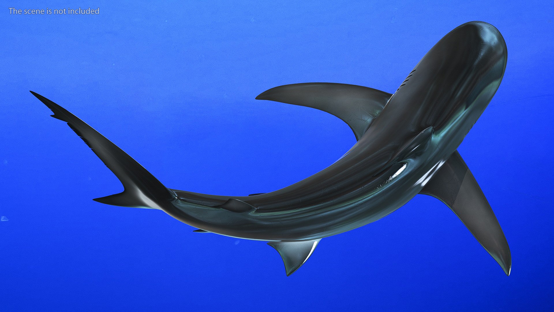 Carcharhinus Obscurus Shark 3D Model - TurboSquid 2244460