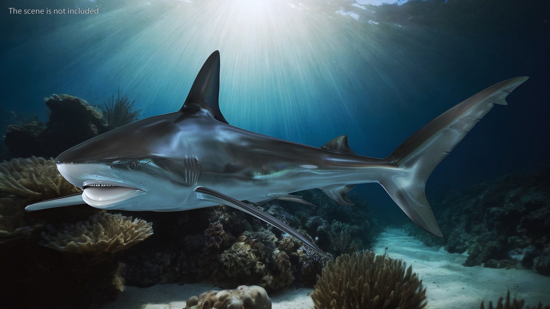 Carcharhinus Obscurus Shark 3D Model - TurboSquid 2244460