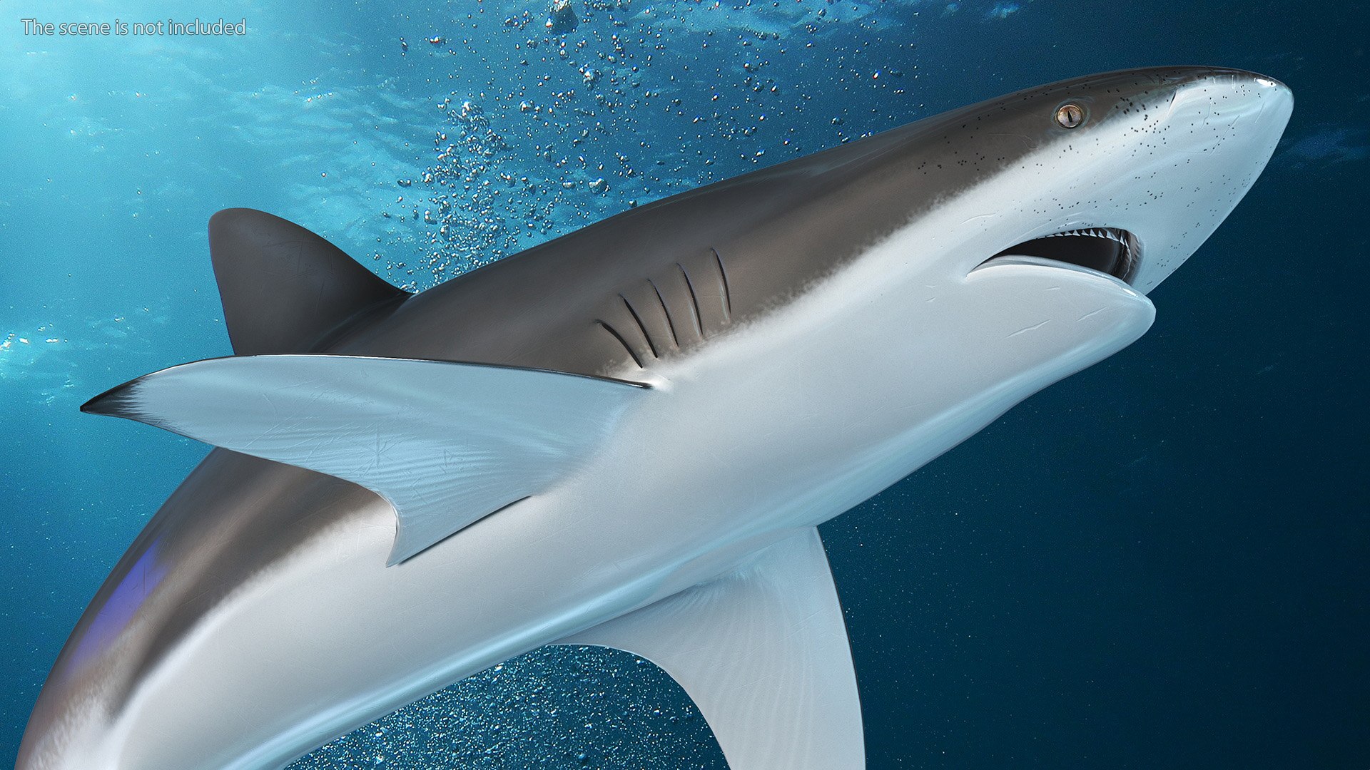 Carcharhinus Obscurus Shark 3D Model - TurboSquid 2244460