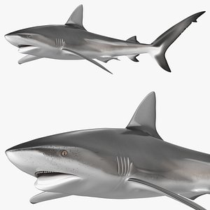 Carcharhinus Obscurus Shark
