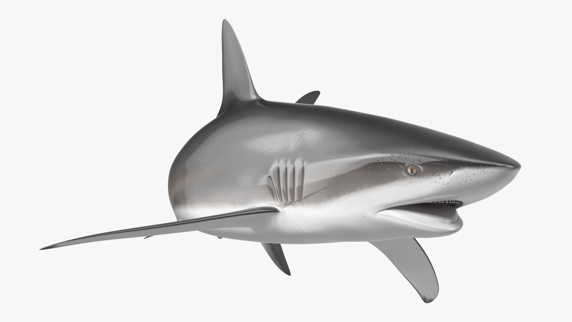 Carcharhinus Obscurus Shark 3D model https://p.turbosquid.com/ts-thumb/Vc/HWlKw6/gN/carcharhinusobscurusshark3dmodel012/jpg/1718827571/1920x1080/fit_q87/cc7ad1cdfe6cadce711aa58107ac69f0efb78f57/carcharhinusobscurusshark3dmodel012.jpg