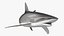 Carcharhinus Obscurus Shark