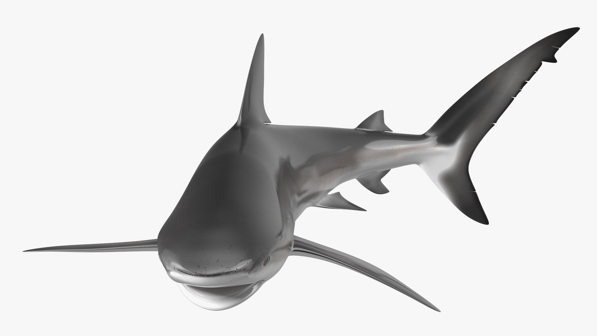 Carcharhinus Obscurus Shark 3D model https://p.turbosquid.com/ts-thumb/Vc/HWlKw6/gP/carcharhinusobscurusshark3dmodel011/jpg/1718827565/1920x1080/fit_q87/5280b534a9243aaccbd81849fd113bfb429f28fc/carcharhinusobscurusshark3dmodel011.jpg