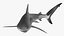 Carcharhinus Obscurus Shark