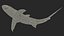 Carcharhinus Obscurus Shark