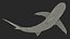 Carcharhinus Obscurus Shark