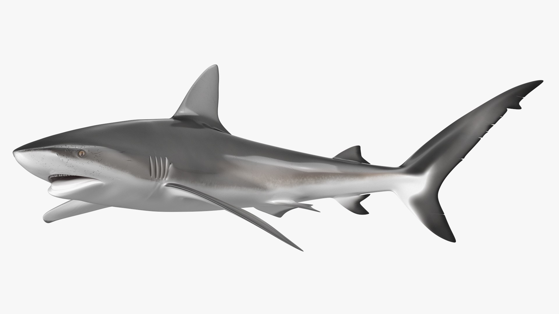 Carcharhinus Obscurus Shark 3D Model - TurboSquid 2244460
