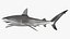 Carcharhinus Obscurus Shark
