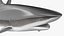 Carcharhinus Obscurus Shark