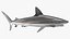 Carcharhinus Obscurus Shark