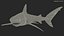 Carcharhinus Obscurus Shark