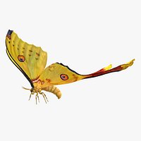 Argema Mittrei Rigged