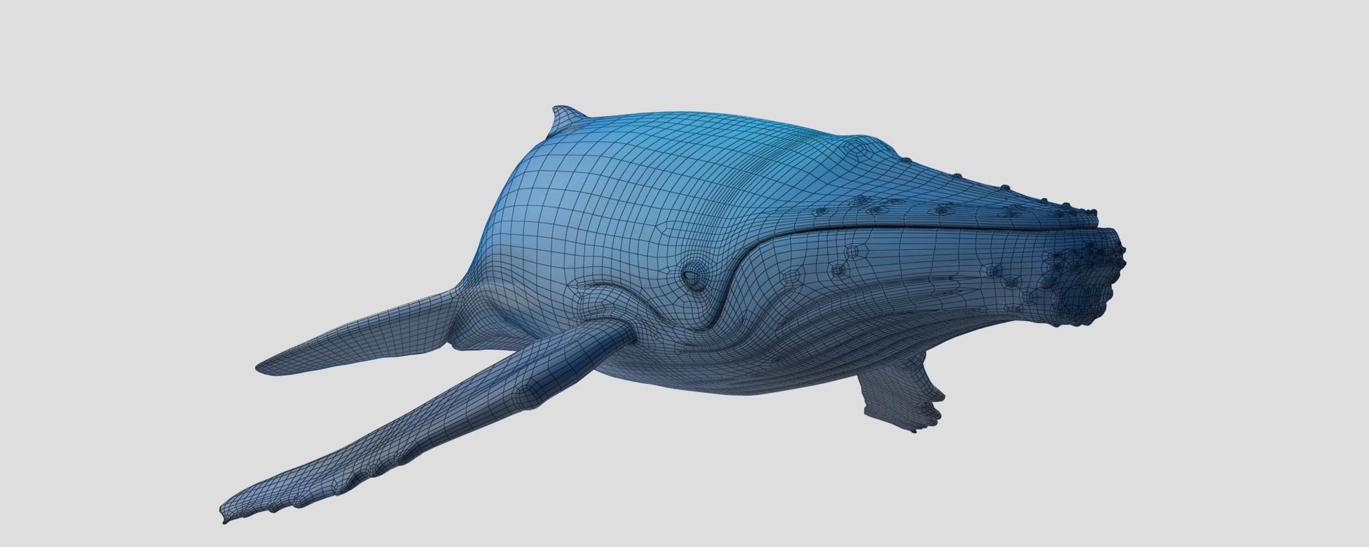 3d humpback whale https://p.turbosquid.com/ts-thumb/Vc/Ra63xN/qW5fKg3z/humpback_3d_model_sample03/jpg/1322544145/1920x1080/fit_q87/cfff35de2b3b1504c96609c9798983a2aa7f2fec/humpback_3d_model_sample03.jpg