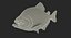 3D piranha fish rigged