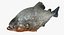 3D piranha fish rigged
