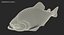 3D piranha fish rigged