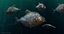 3D piranha fish rigged