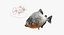 3D piranha fish rigged