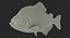 3D piranha fish rigged