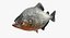 3D piranha fish rigged