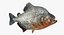 3D piranha fish rigged
