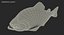 3D piranha fish rigged