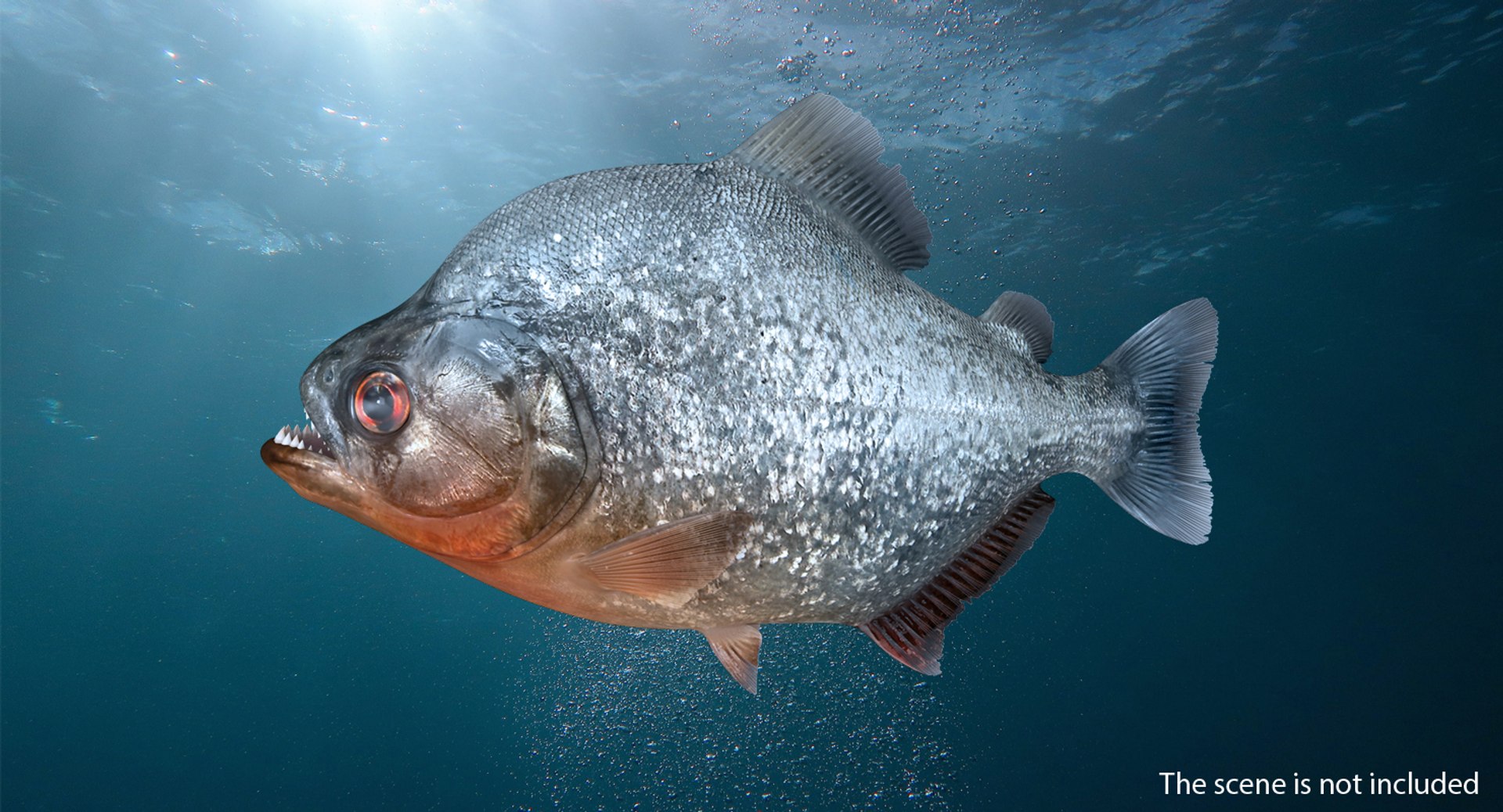 3D Piranha Fish Rigged - TurboSquid 1410063