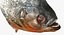 3D piranha fish rigged