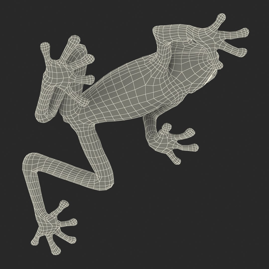 3d max tree frog rigged https://p.turbosquid.com/ts-thumb/Vc/UB9IPC/7ofISKhR/treefrogrigged3dmodel54/jpg/1455010140/1920x1080/fit_q87/b1fadbe7d3599cb3f0dbdfb3fad565a80e3f5660/treefrogrigged3dmodel54.jpg