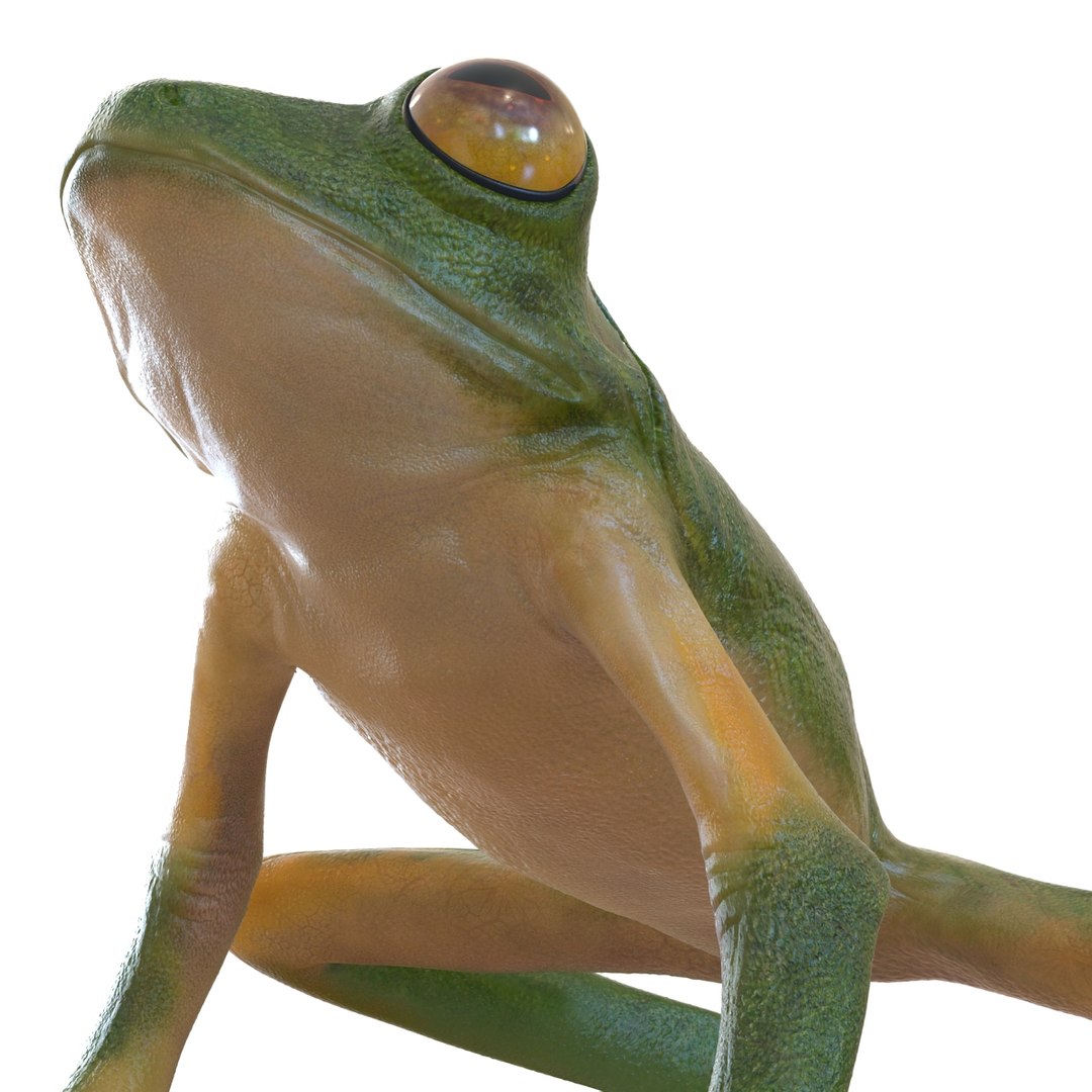 3d max tree frog rigged https://p.turbosquid.com/ts-thumb/Vc/UB9IPC/8vtQd0fv/treefrogrigged3dmodel37/jpg/1455010139/1920x1080/fit_q87/819a7b299a2be725b915fb233c88ac113f9363ba/treefrogrigged3dmodel37.jpg