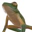Tree Frog Rigged
