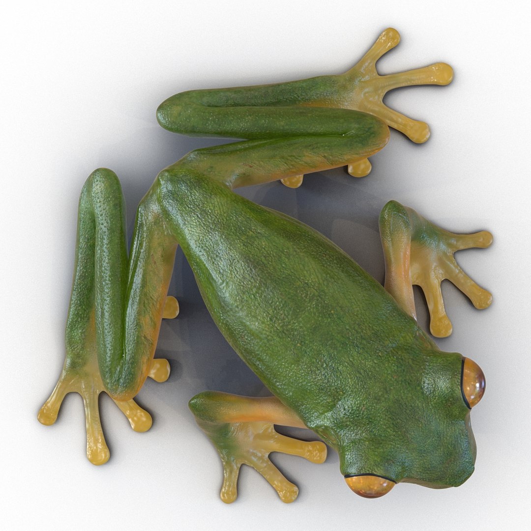 3d max tree frog rigged https://p.turbosquid.com/ts-thumb/Vc/UB9IPC/9fDiXeVK/treefrogrigged3dmodel27/jpg/1455010138/1920x1080/fit_q87/ec45596883b3e480e4e807a6fe75553e32acf530/treefrogrigged3dmodel27.jpg