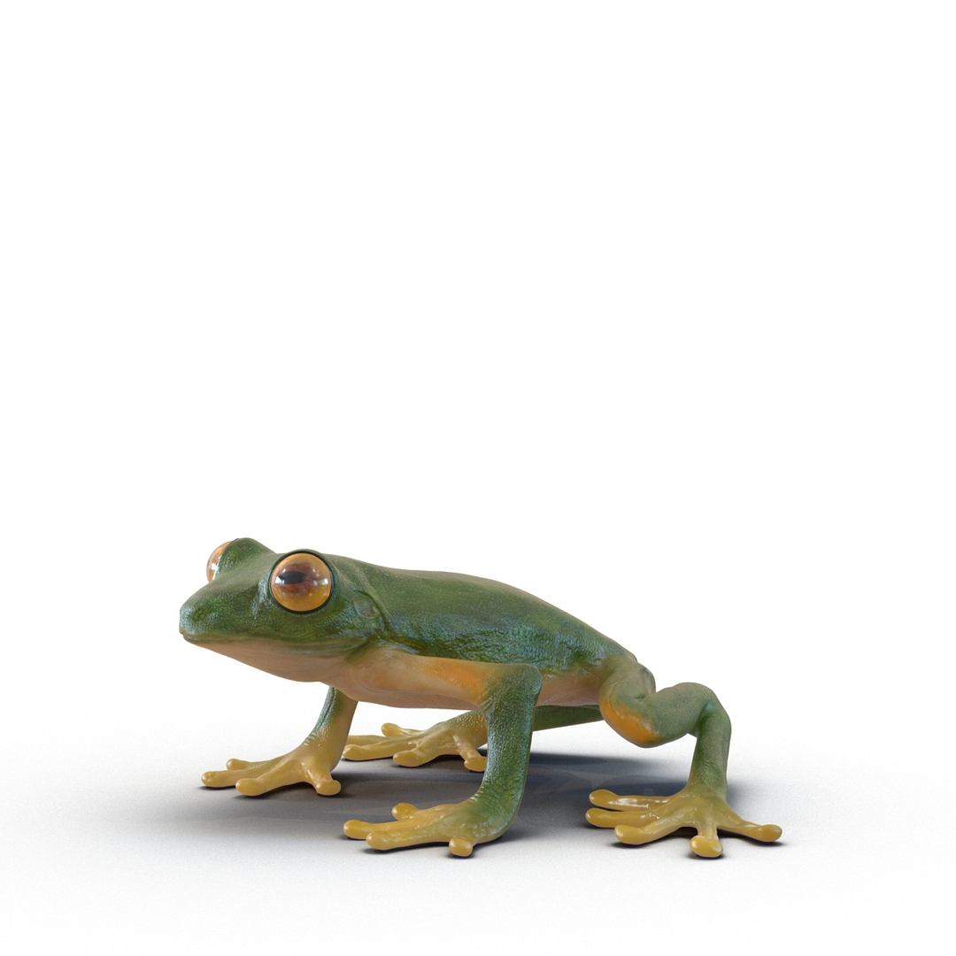 3d max tree frog rigged https://p.turbosquid.com/ts-thumb/Vc/UB9IPC/EVb8Unyb/tree_frog_rigged_362/jpg/1455005381/1920x1080/turn_fit_q99/c2ee64927f841c1fa7bad91dd83e96154b590223/tree_frog_rigged_362-1.jpg