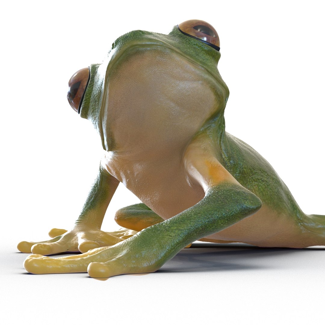 3d max tree frog rigged https://p.turbosquid.com/ts-thumb/Vc/UB9IPC/J399dXi5/treefrogrigged3dmodel41/jpg/1455010139/1920x1080/fit_q87/62ecdbad97825a4a4b249769028a316a820a89ac/treefrogrigged3dmodel41.jpg