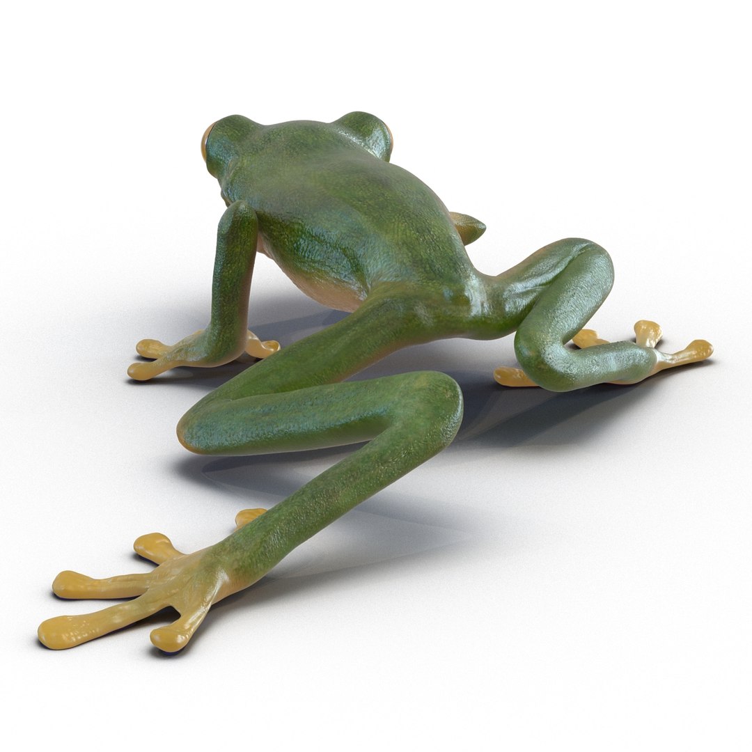 3d max tree frog rigged https://p.turbosquid.com/ts-thumb/Vc/UB9IPC/PqVb1zAq/treefrogrigged3dmodel07/jpg/1455010137/1920x1080/fit_q87/9cdac4e504424b676ab1aa14db19066a5547cdd2/treefrogrigged3dmodel07.jpg