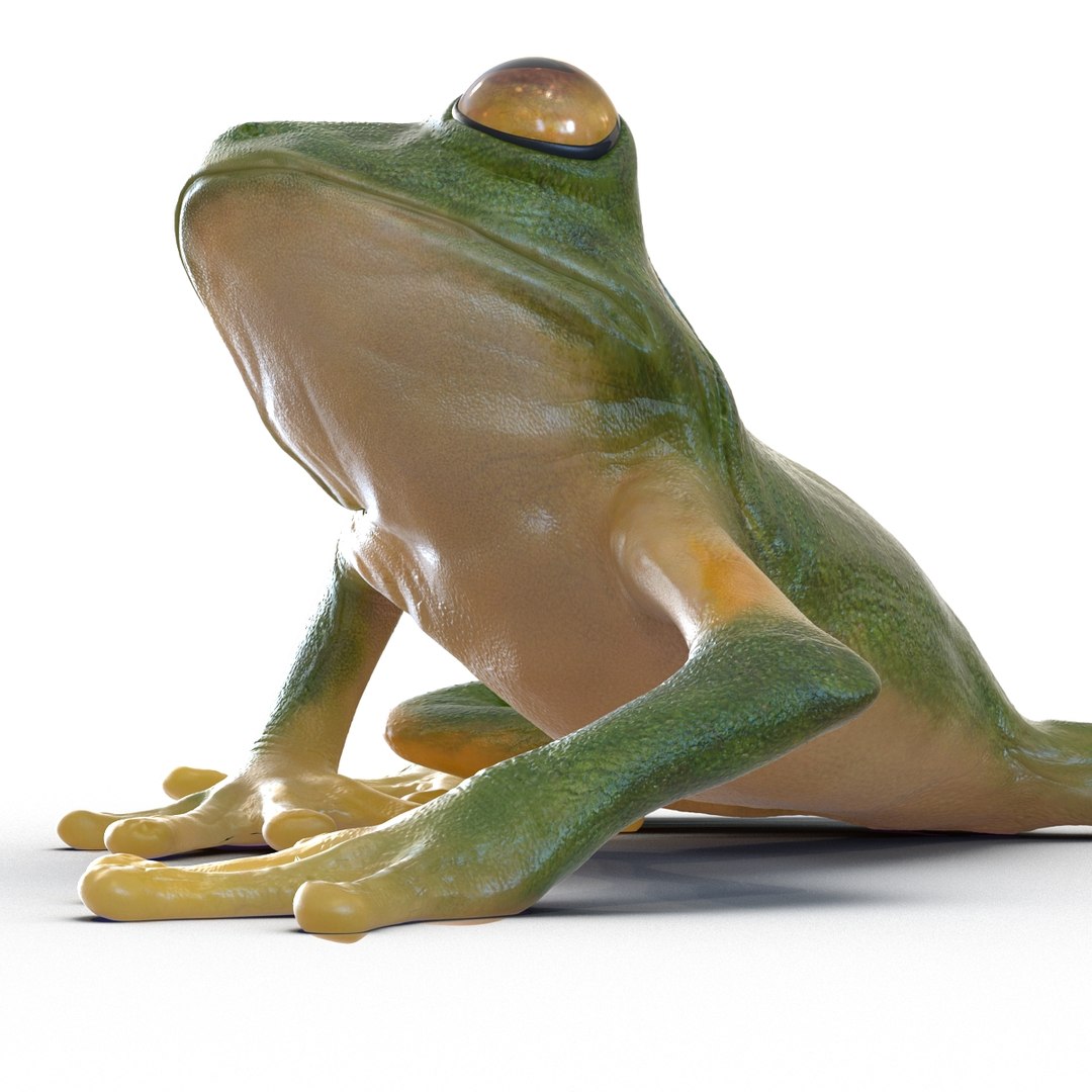 3d max tree frog rigged https://p.turbosquid.com/ts-thumb/Vc/UB9IPC/Pqf8Vtro/treefrogrigged3dmodel40/jpg/1455010139/1920x1080/fit_q87/c7c3a44eb80ee50d94c7ab6c3e87c2f3f0de1058/treefrogrigged3dmodel40.jpg