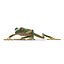 Tree Frog Rigged