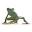 Tree Frog Rigged