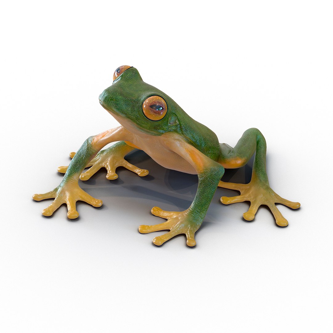 Tree Frog Rigged 3D model preview