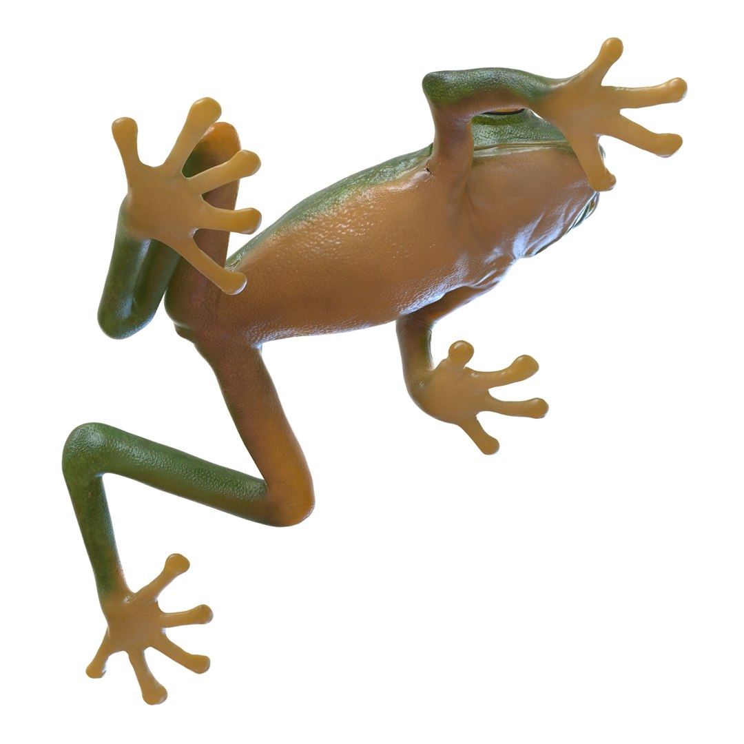 3d max tree frog rigged https://p.turbosquid.com/ts-thumb/Vc/UB9IPC/gE0BuQx5/treefrogrigged3dmodel08/jpg/1455010137/1920x1080/fit_q87/712280c2b9abe0edb917349b5fbcce35052166ea/treefrogrigged3dmodel08.jpg