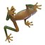 Tree Frog Rigged
