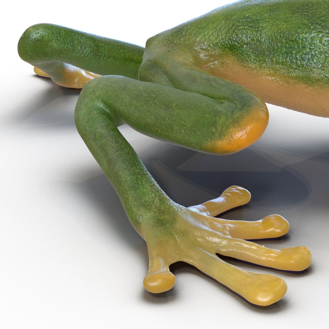 3d max tree frog rigged https://p.turbosquid.com/ts-thumb/Vc/UB9IPC/n5B9IVvt/treefrogrigged3dmodel36/jpg/1455010139/1920x1080/fit_q87/6e68d2fee83d8a50811190d1614450d611599f58/treefrogrigged3dmodel36.jpg