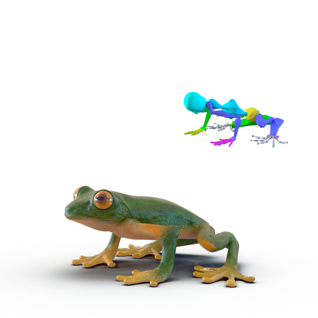3d max tree frog rigged https://p.turbosquid.com/ts-thumb/Vc/UB9IPC/oYpuoRou/tree_frog_rigged_363/jpg/1455005525/1920x1080/turn_fit_q99/21e8f3776b3ea0317201e140f98841db5c793bd9/tree_frog_rigged_363-1.jpg