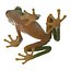 Tree Frog Rigged