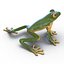 Tree Frog Rigged